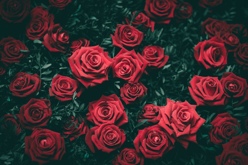 Buquê de Rosas Brancas