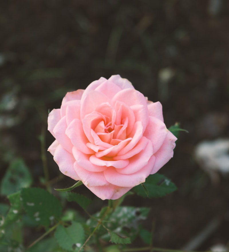 Rosa Branca Avulsa