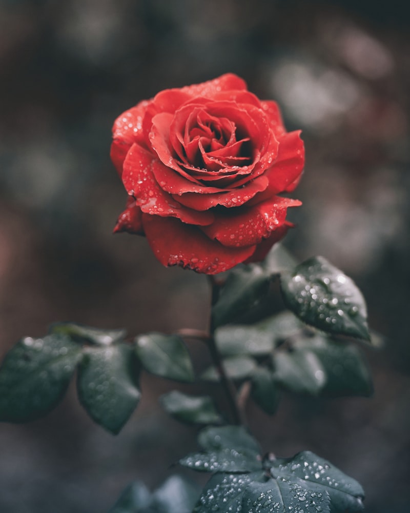 Rosa Vermelha Avulsa